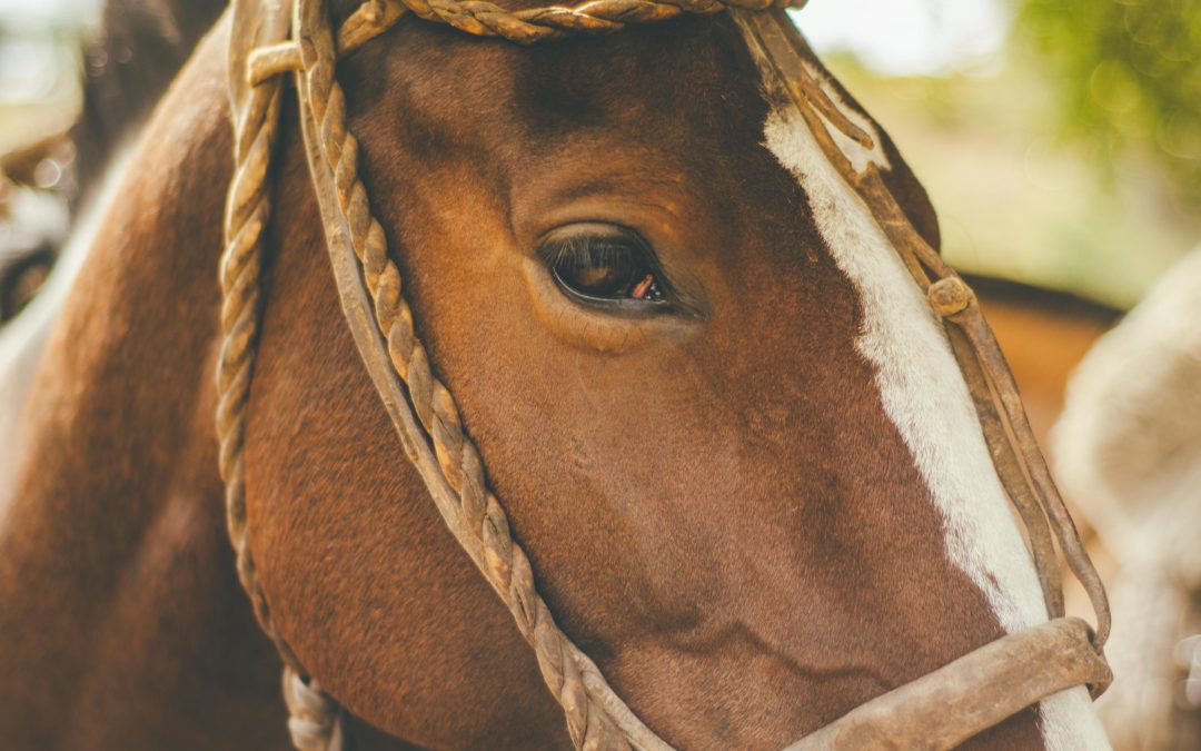Curing Stage Fright: Lessons From Horse Whisperers